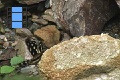 Scene 73_Cathonephele c. Chromis (Female) on a rock